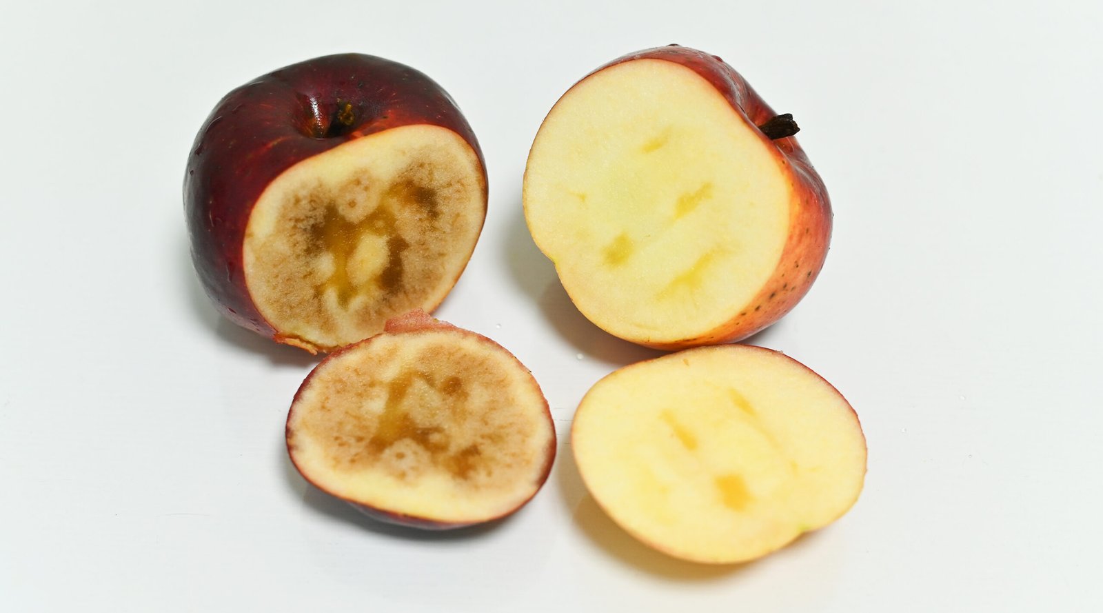 fresh apple rotten on white background